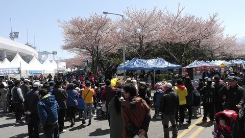 Lễ hội hoa Anh Đào Jeju. Ảnh: Internet